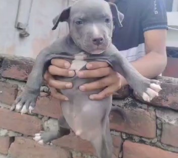 buy Pitbull puppy online in Ahmedabad