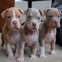 Pitbull dog breeders in Bangalore