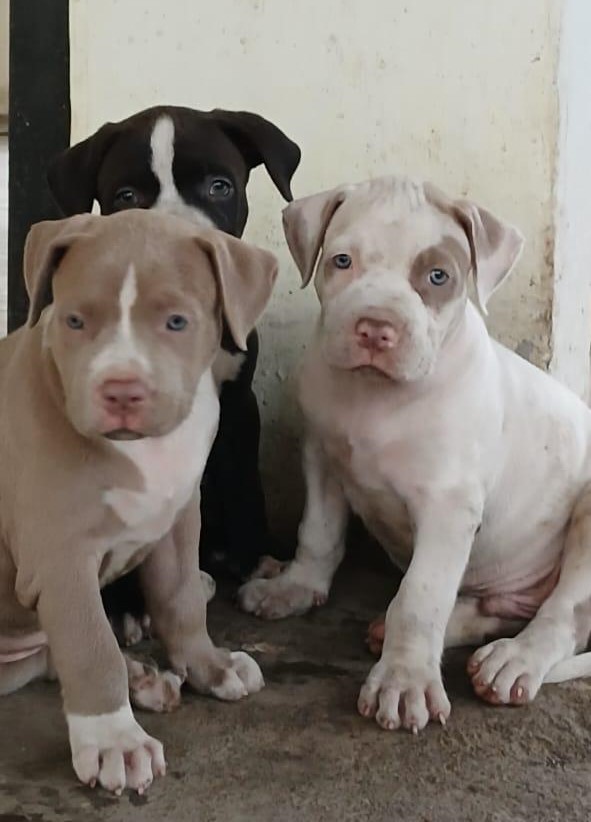 Pitbull price in india