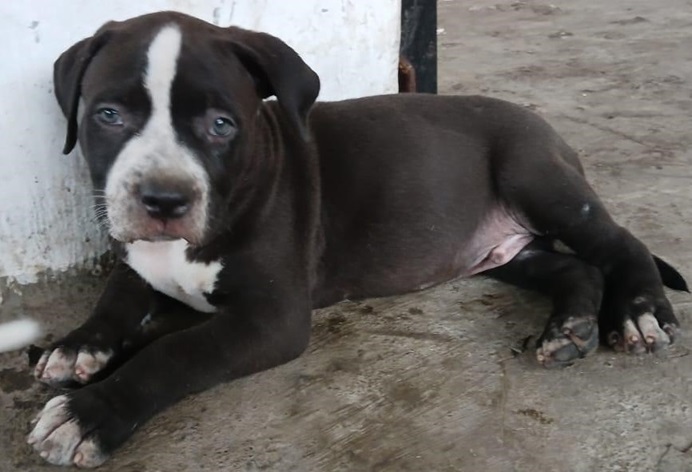 All black pitbull puppies for sale hotsell