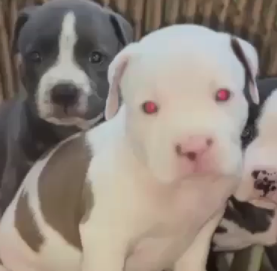 Pitbull male puppy price in India