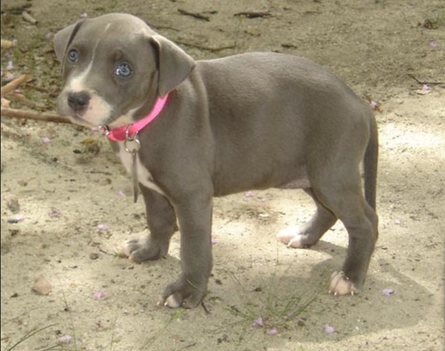 Pitbull pet shop in India