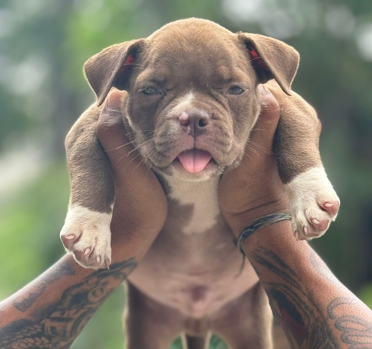 Pitbull price in kolkata