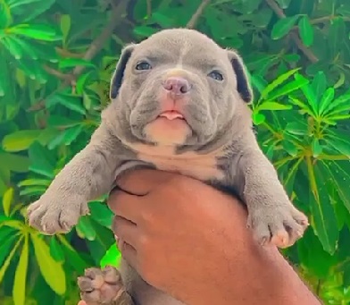 Pitbull puppy price in kolkata