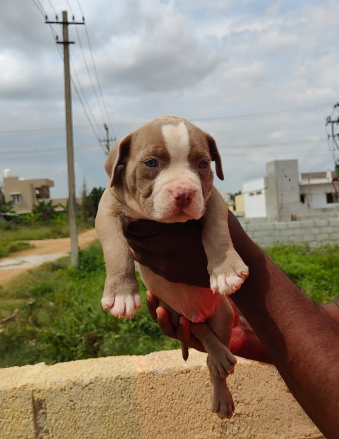 pitbull price in pune.