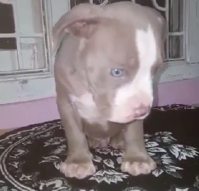 Pitbull Puppy Price in Pune Pitbull Puppies for Sale in Pune pit bull puppies in Pune Premium Pet House