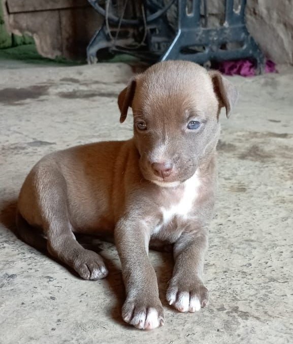 Pitbull dog price in Pune