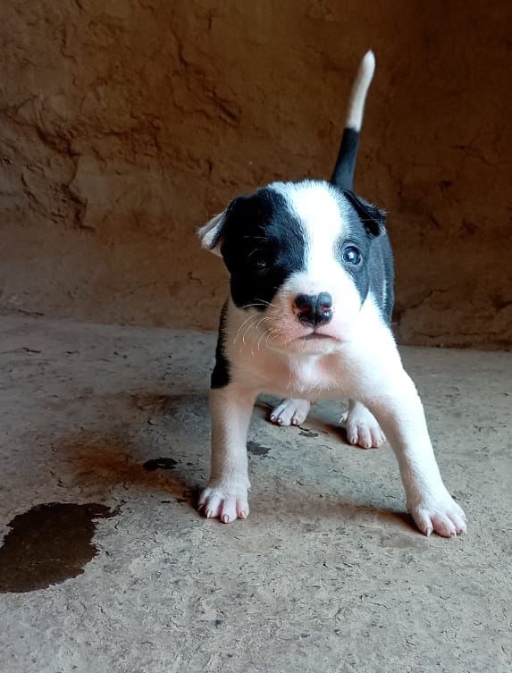 Pitbull dog for sale online in Pune