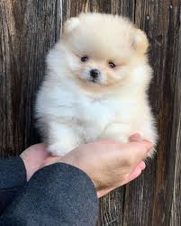 KCI Register Pomeranian for sale in Hyderabad.