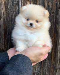 Protective and Very Smart Pomeranian for sale in Hyderabad.