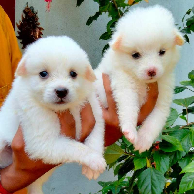 Familyfriend and Good Personalities Pomeranian for sale in Hyderabad.