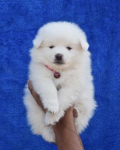 Adorable and Healthy Pomeranian for sale in Hyderabad.