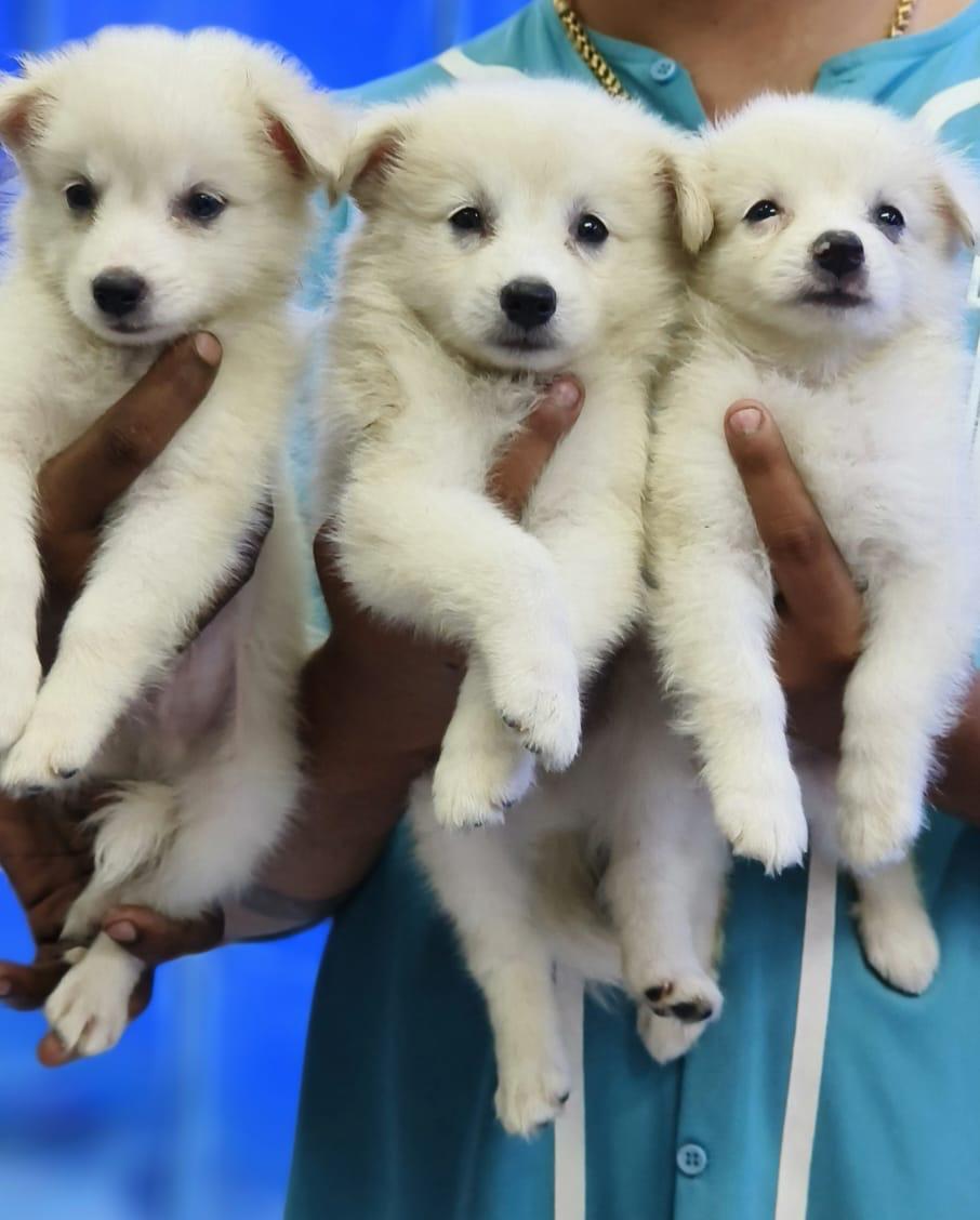 Pomeranian Puppies for sale in Hyderabad.