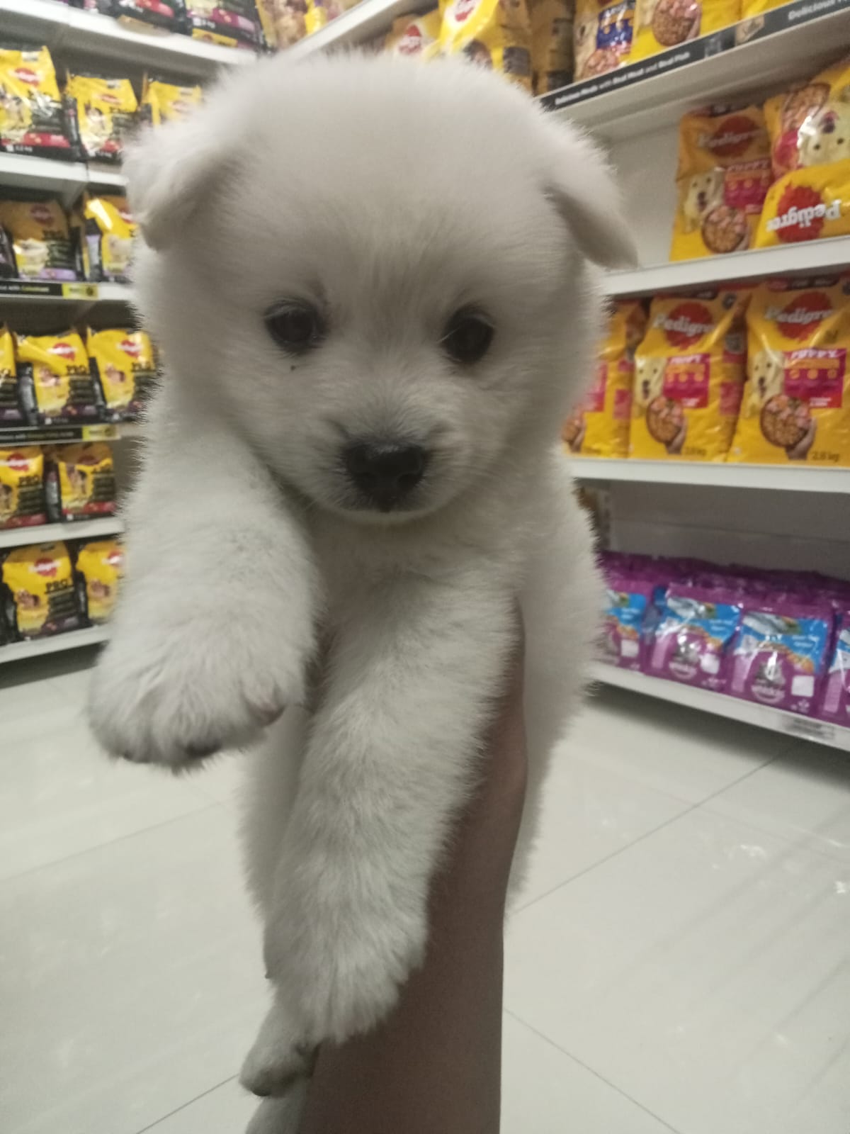 Affectionate Pomeranian for sale in Hyderabad.