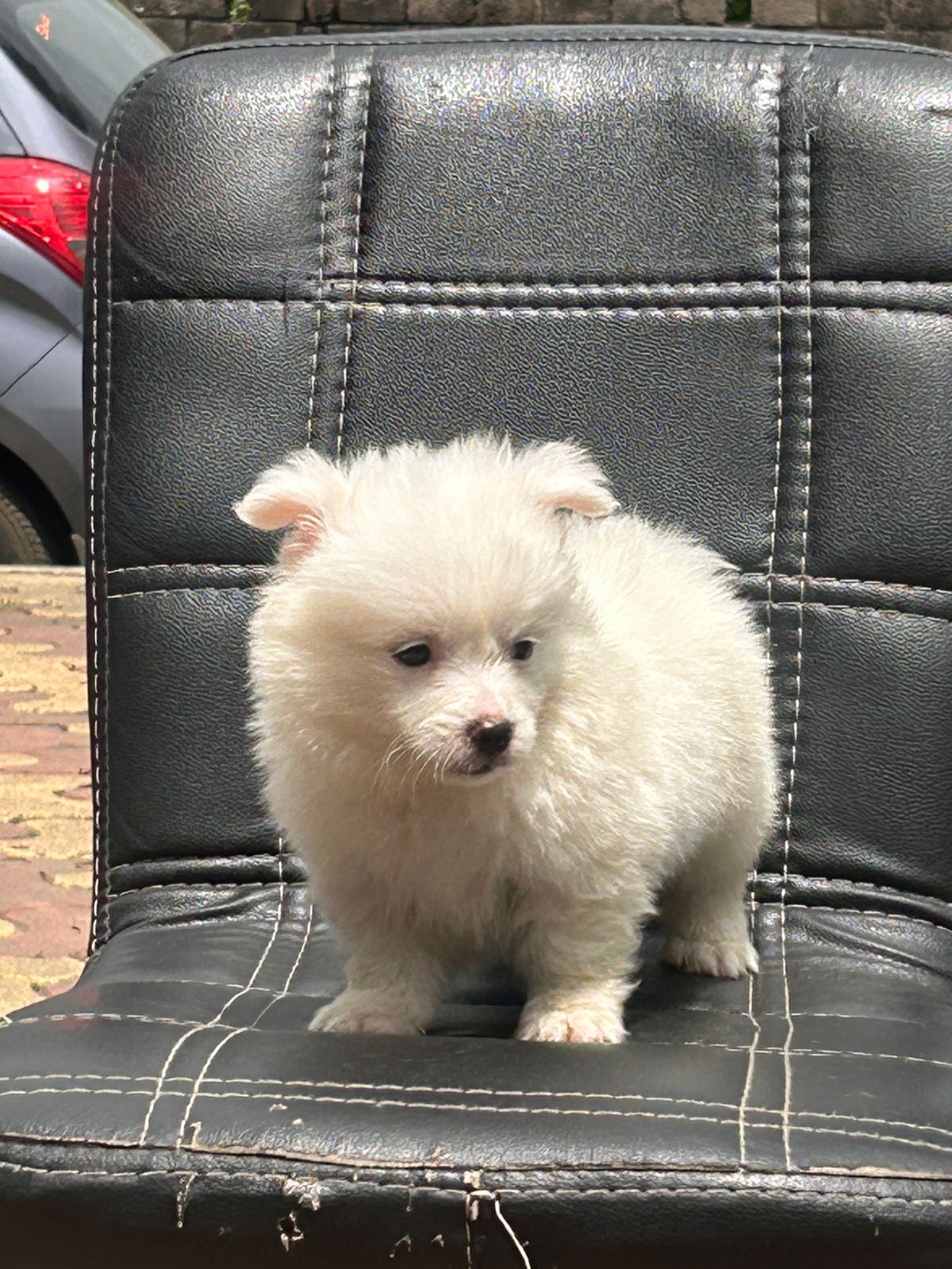 Pomeranian male puppy price in Ahmedabad