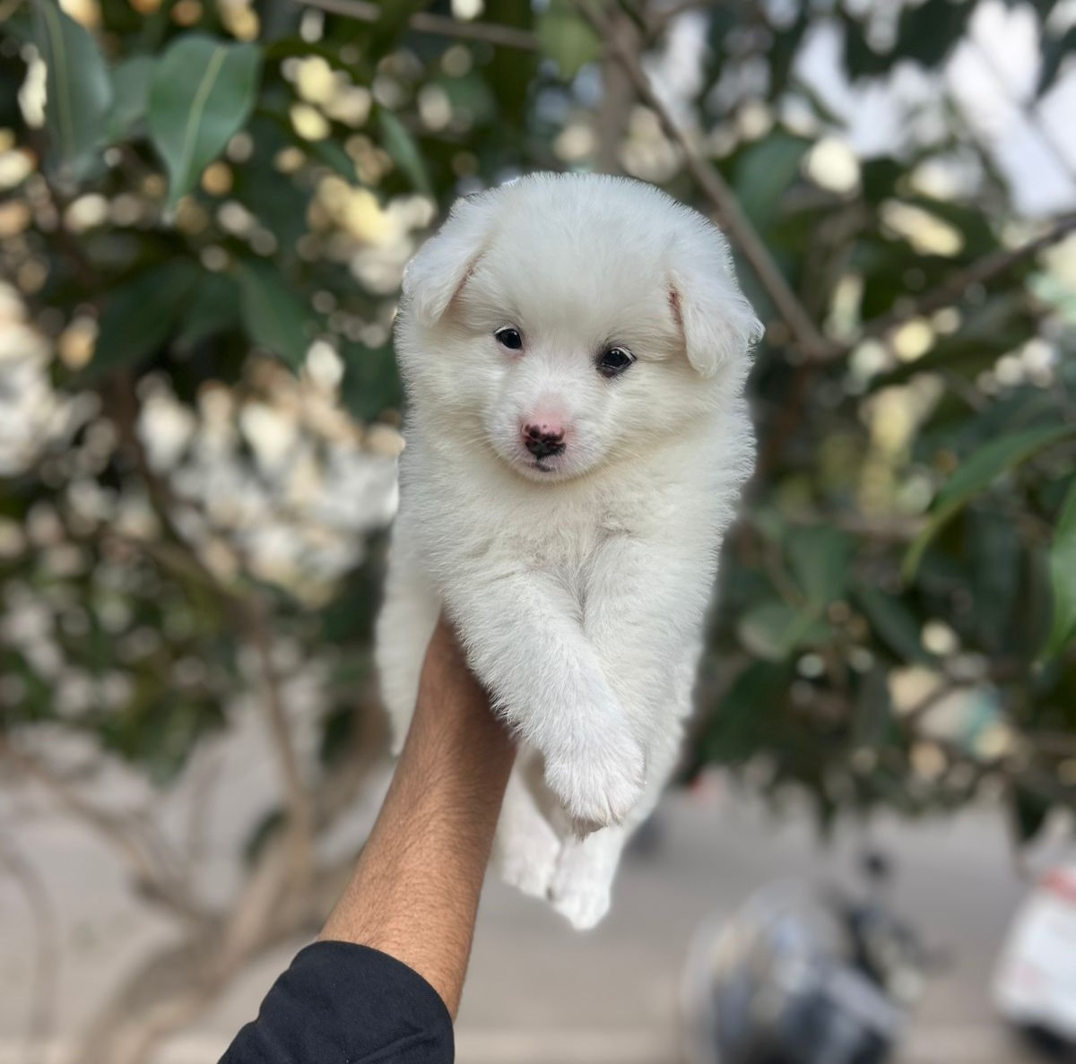 Pomeranian dog for sale in Ahmedabad