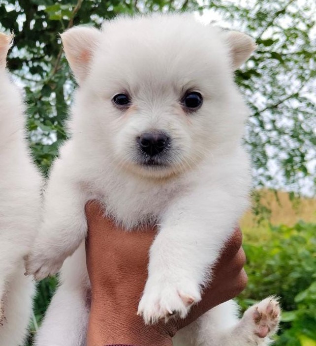 Pomeranian dog kennel in Ahmedabad