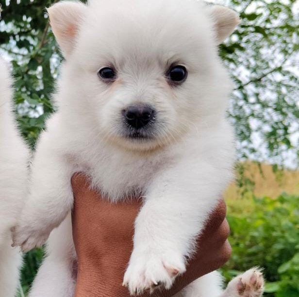 Pomeranian Puppies Price In Chennai.