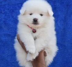 Pomeranian Puppies Available For Sale in Chennai.