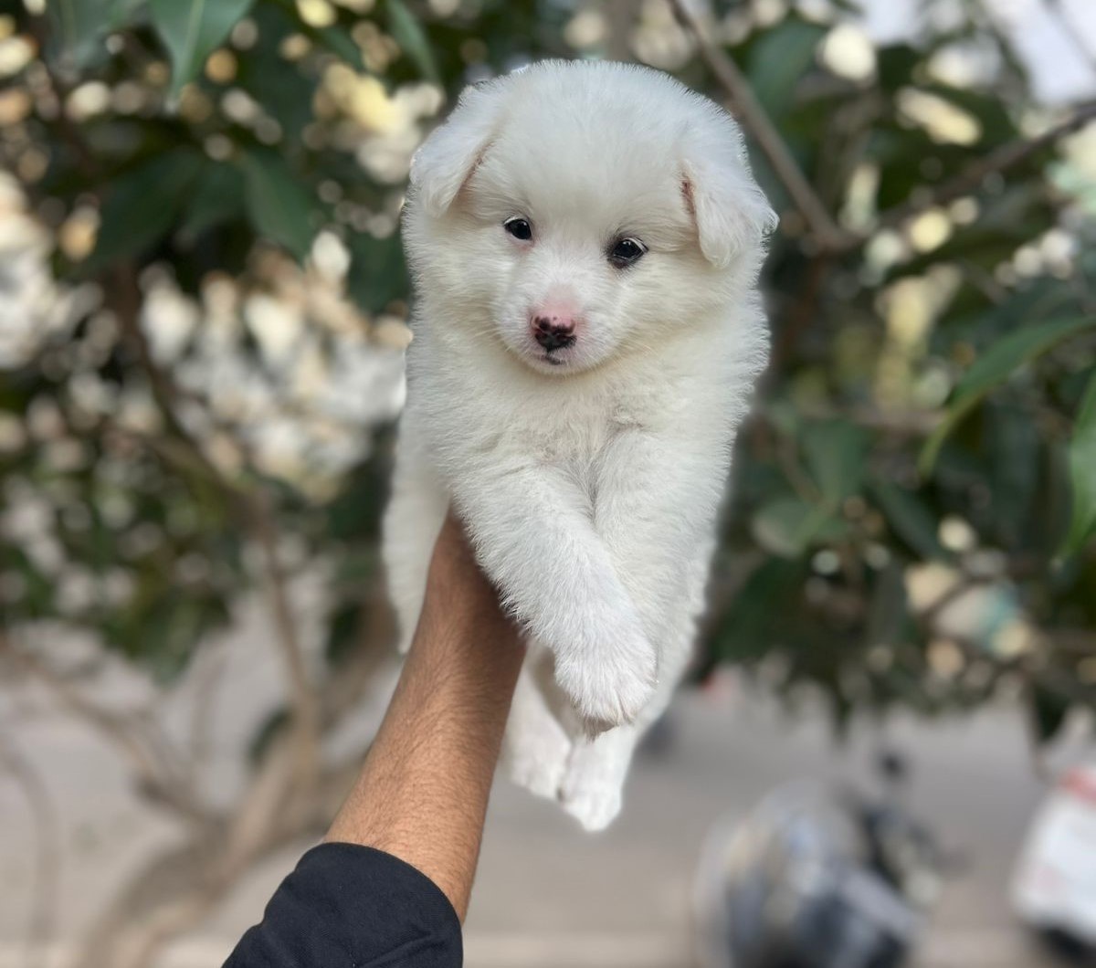 Pomeranian male puppy price in India