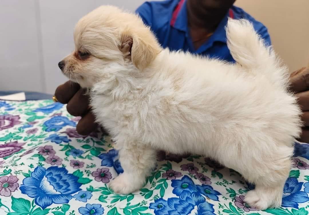 Pomeranian pet shop in India