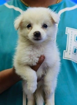 Pomeranian puppy price in kolkata