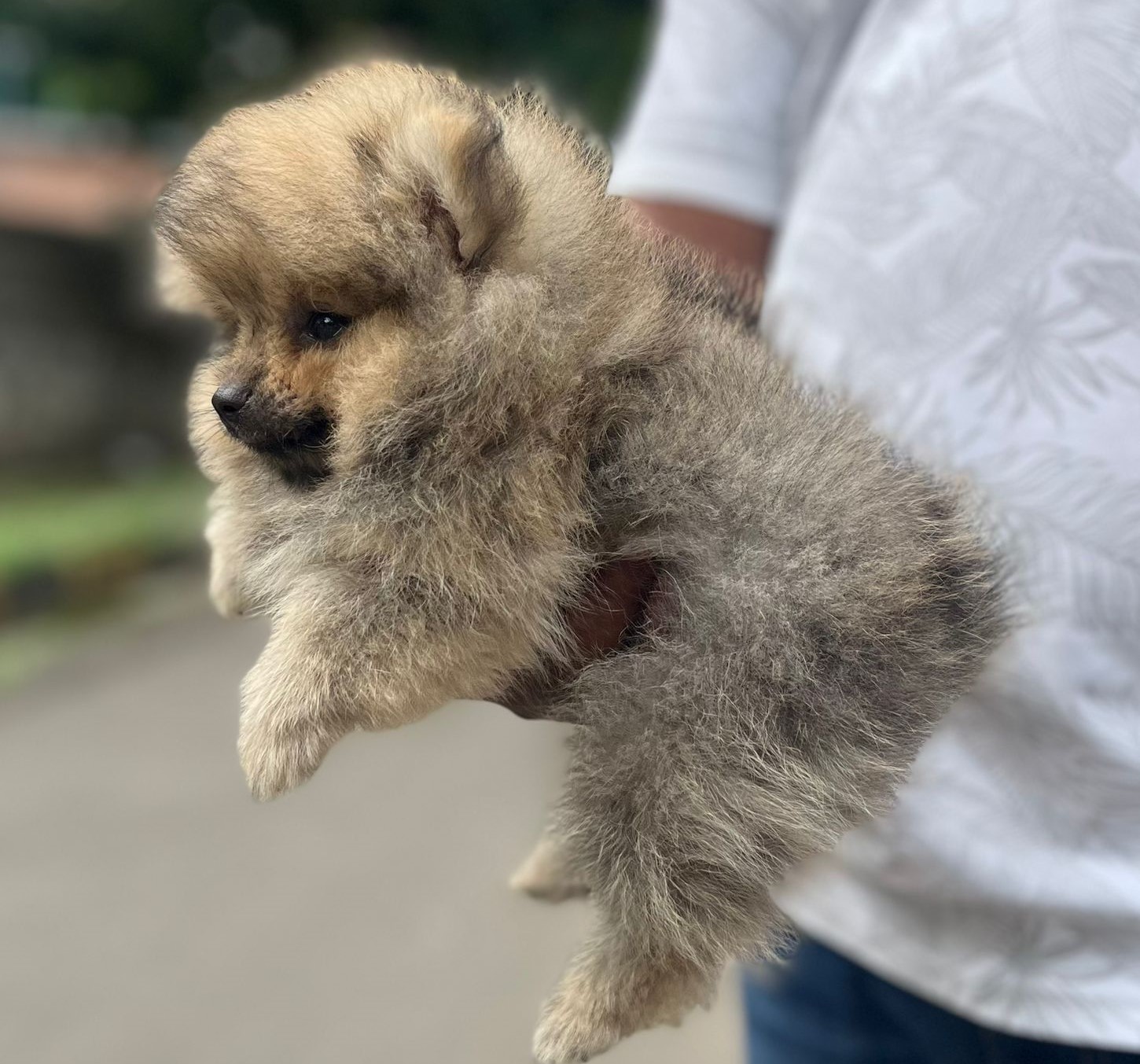 Pomeranian dog for sale in kolkata