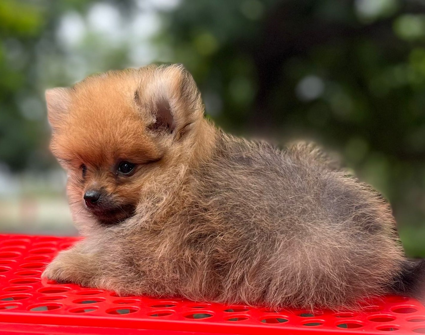 Pomeranian male puppy price in kolkata