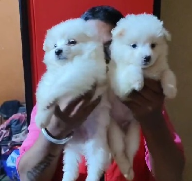 Pomeranian dog breeder in kolkata