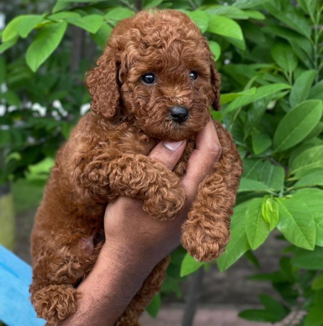 poodle puppies for sale in Panaji-Goa