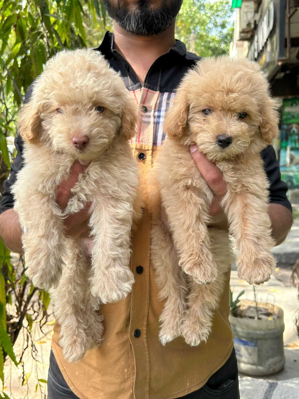 Brave Poodle for sale in Hyderabad.