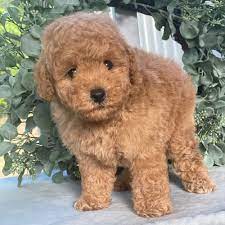 Playful Poodle For sale in Hyderabad.