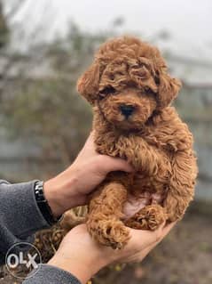 Good Natured Poodle for sale in Hyderabad.