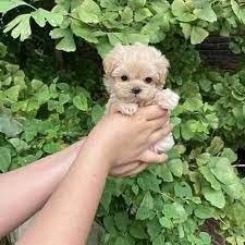 Cute Poodle for sale in Hyderabad