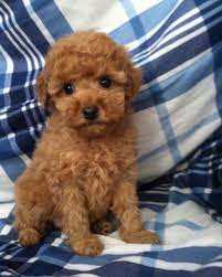 Shy Poodle for sale in Hyderabad.