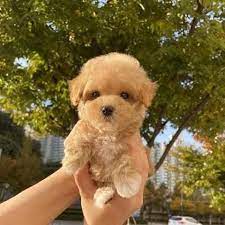 Lovable Puppies for sale in Hyderabad.