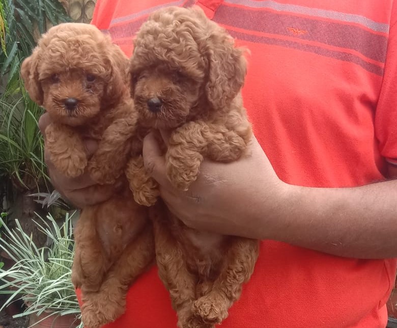 Poodle puppies for sale in Bangalore