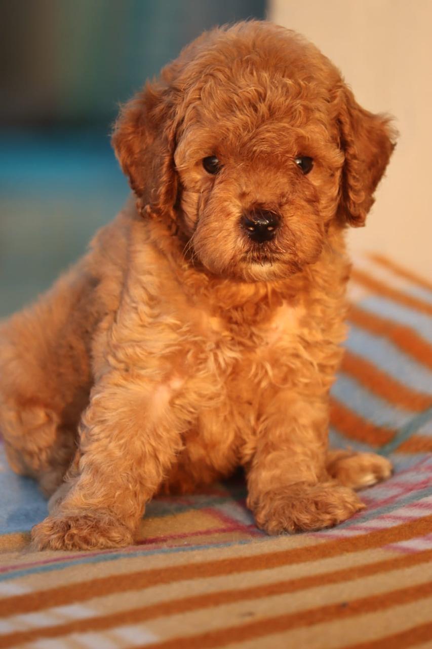 Poodle dog price in Bangalore