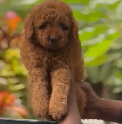 Poodle dog for sale in Bangalore