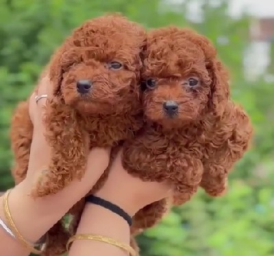 Poodle Puppies price in Bangalore