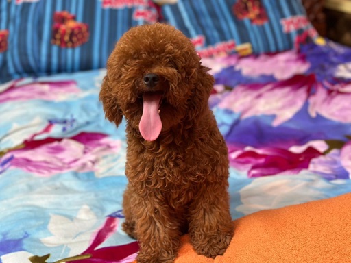 Poodle puppy price in india