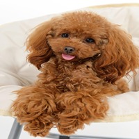 Poodle dog price in india