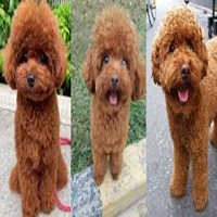 Poodle male puppy price in india