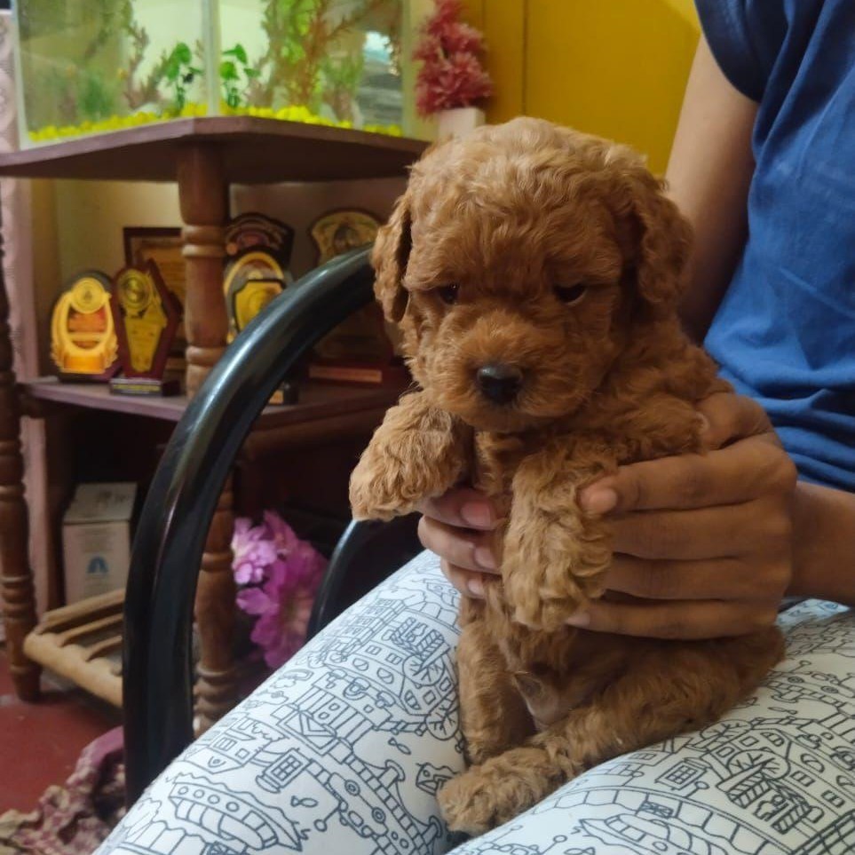 Poodle male puppy price in India