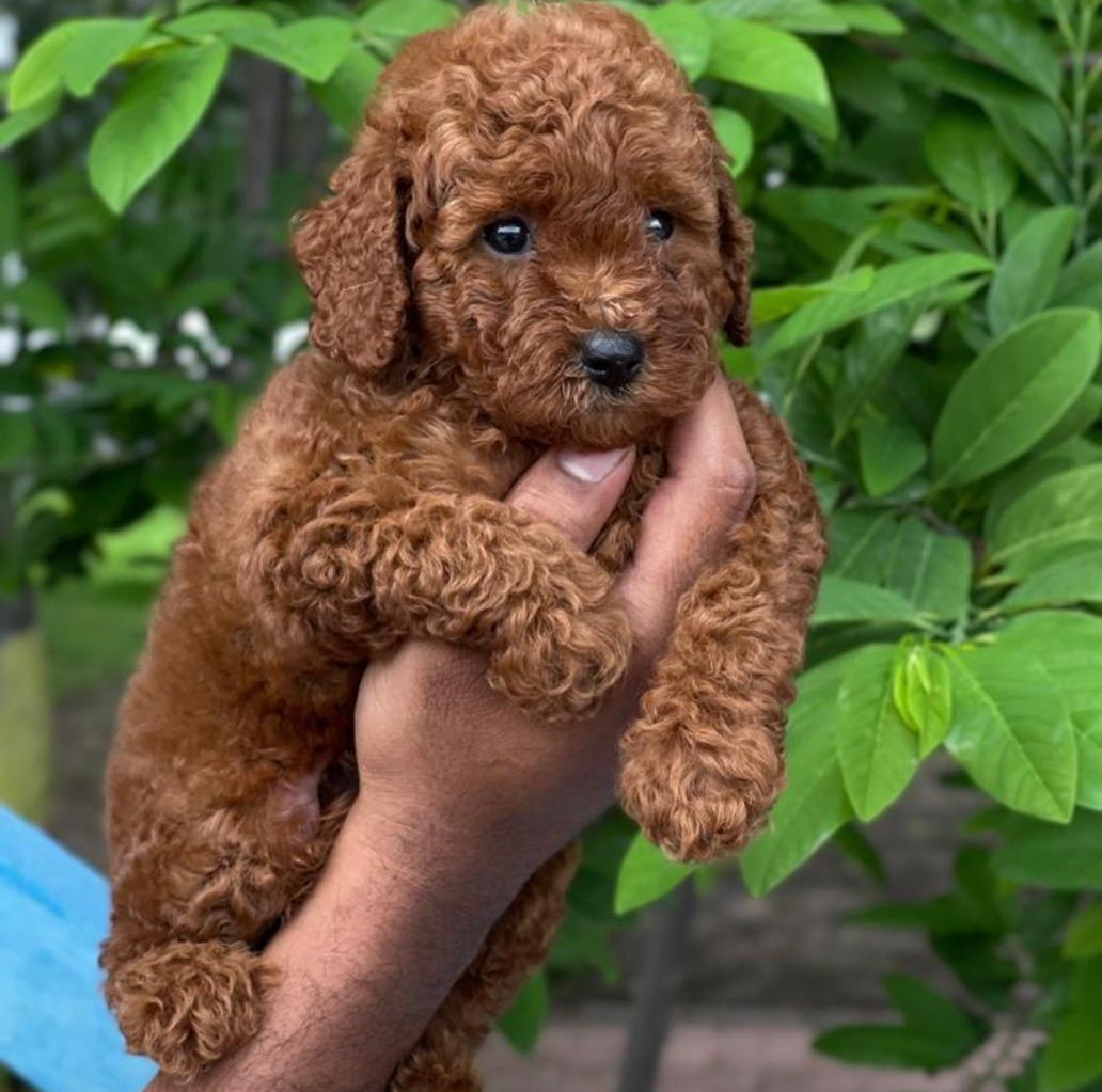 Poodle female puppy price in India