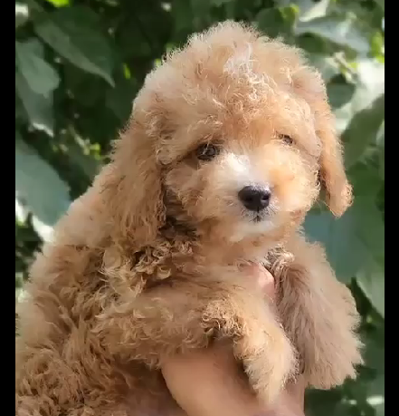 Poodle dog kennel in India