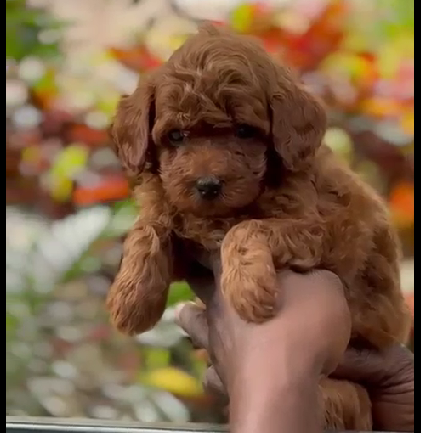 Poodle pet shop in India