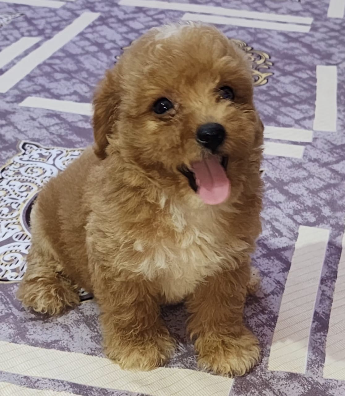 Poodle puppy cost in kolkata