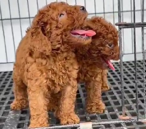 Poodle dog price in kolkata