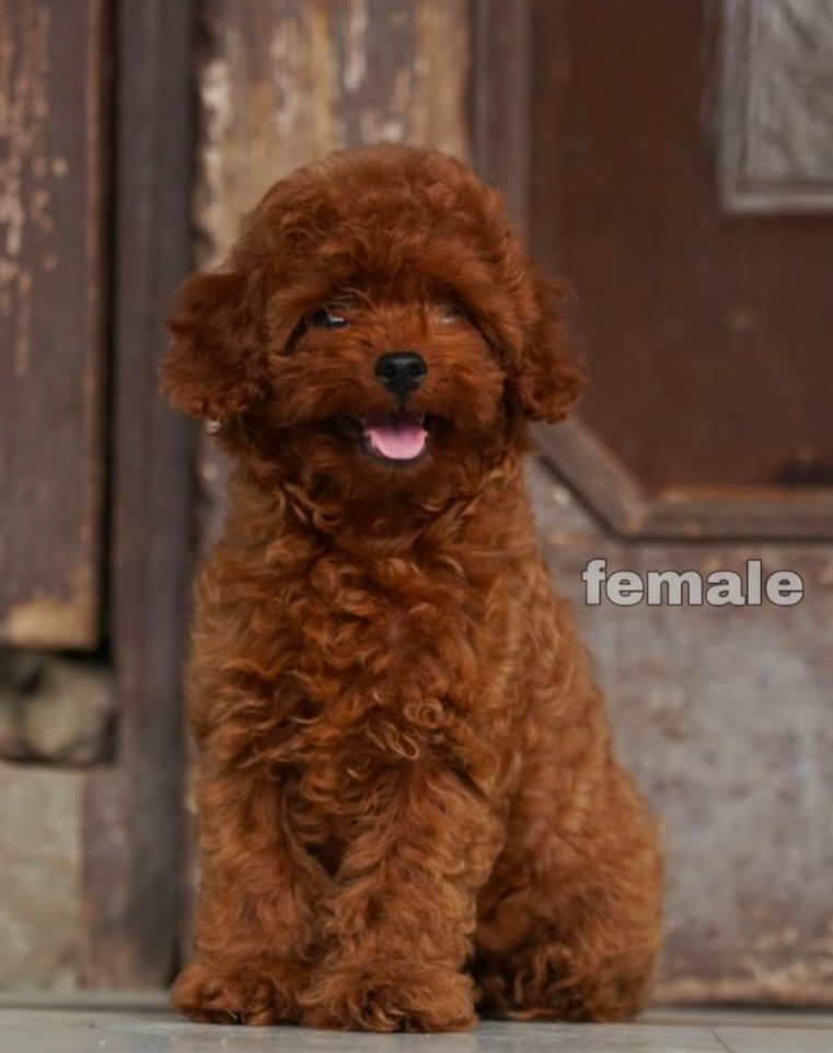 Poodle male price in kolkata